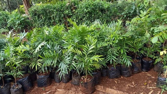 PINE TREES IN NURSERY