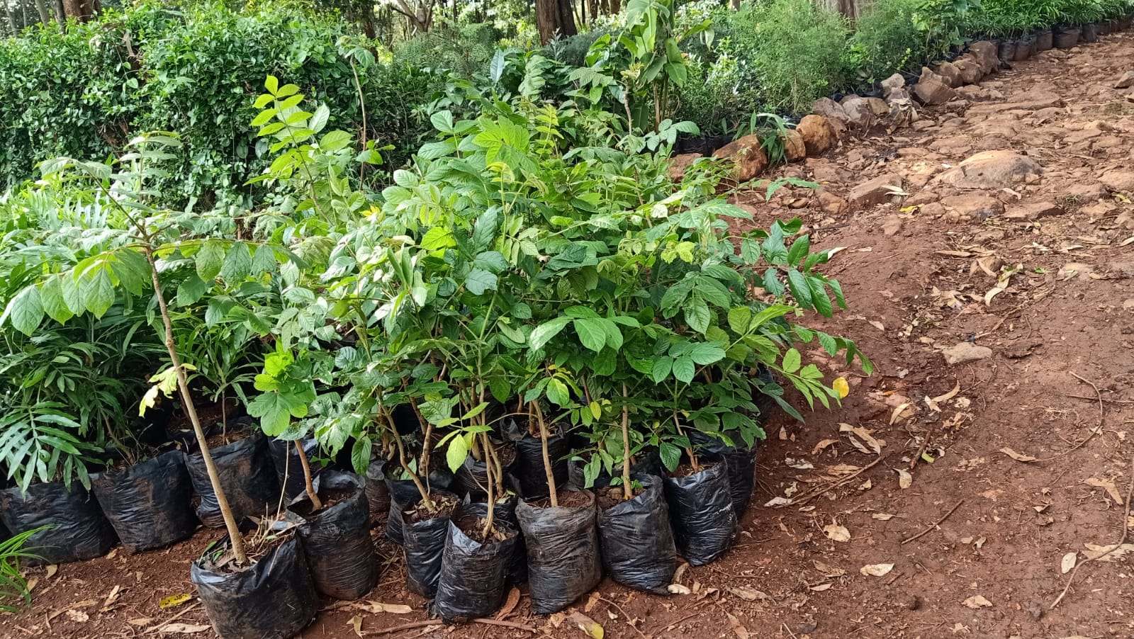 PINE TREES IN NURSERY