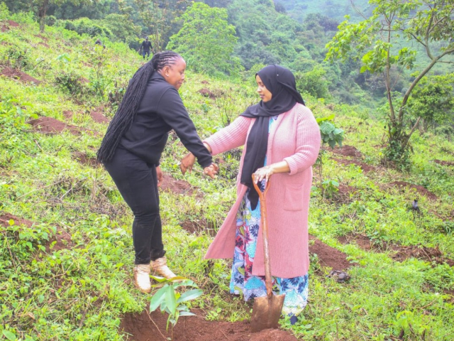 Ngong Forest Tree Planting by Green Cover Trees Kenya