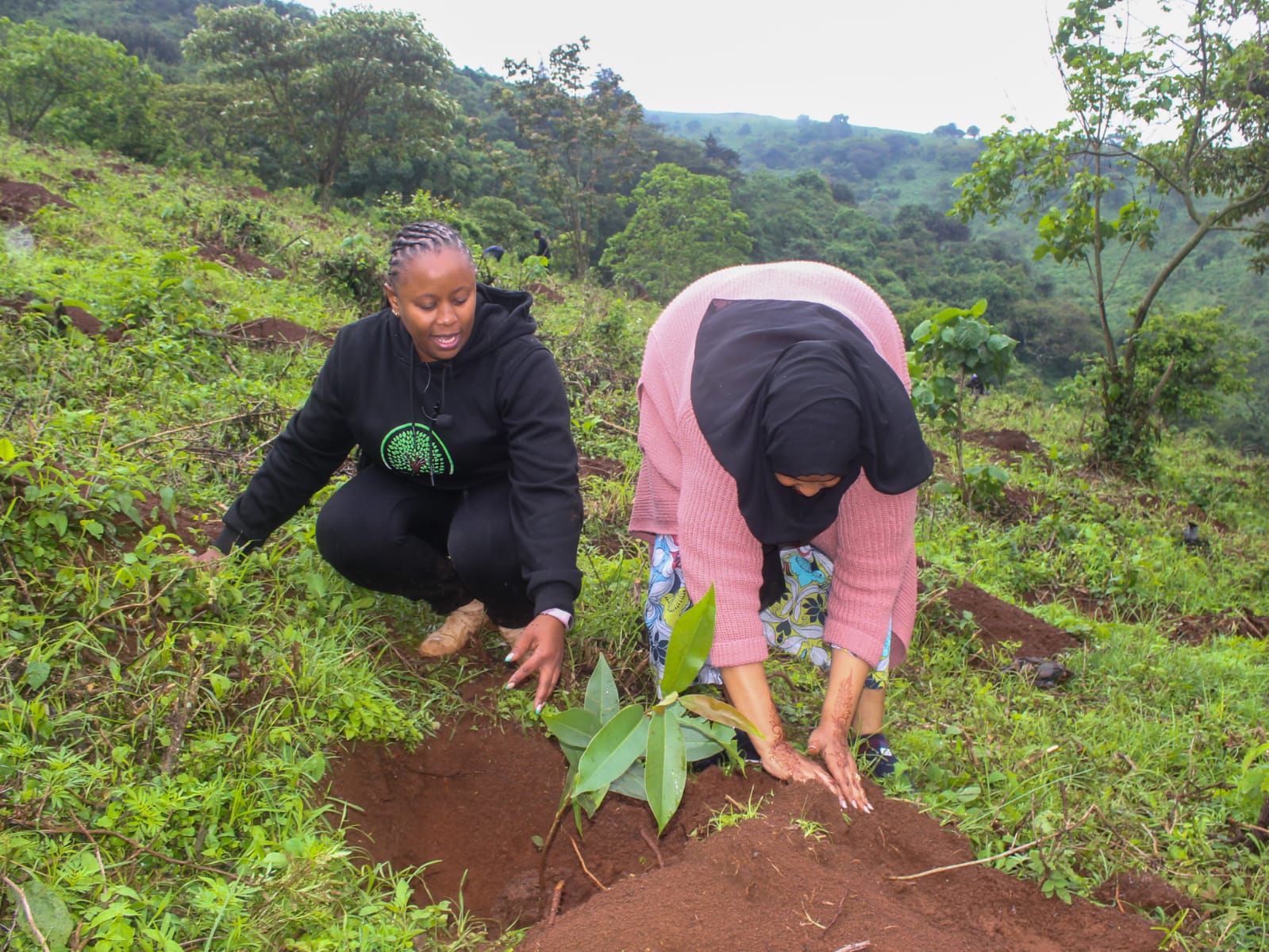 Ngong Forest Tree Planting by Green Cover Trees Kenya