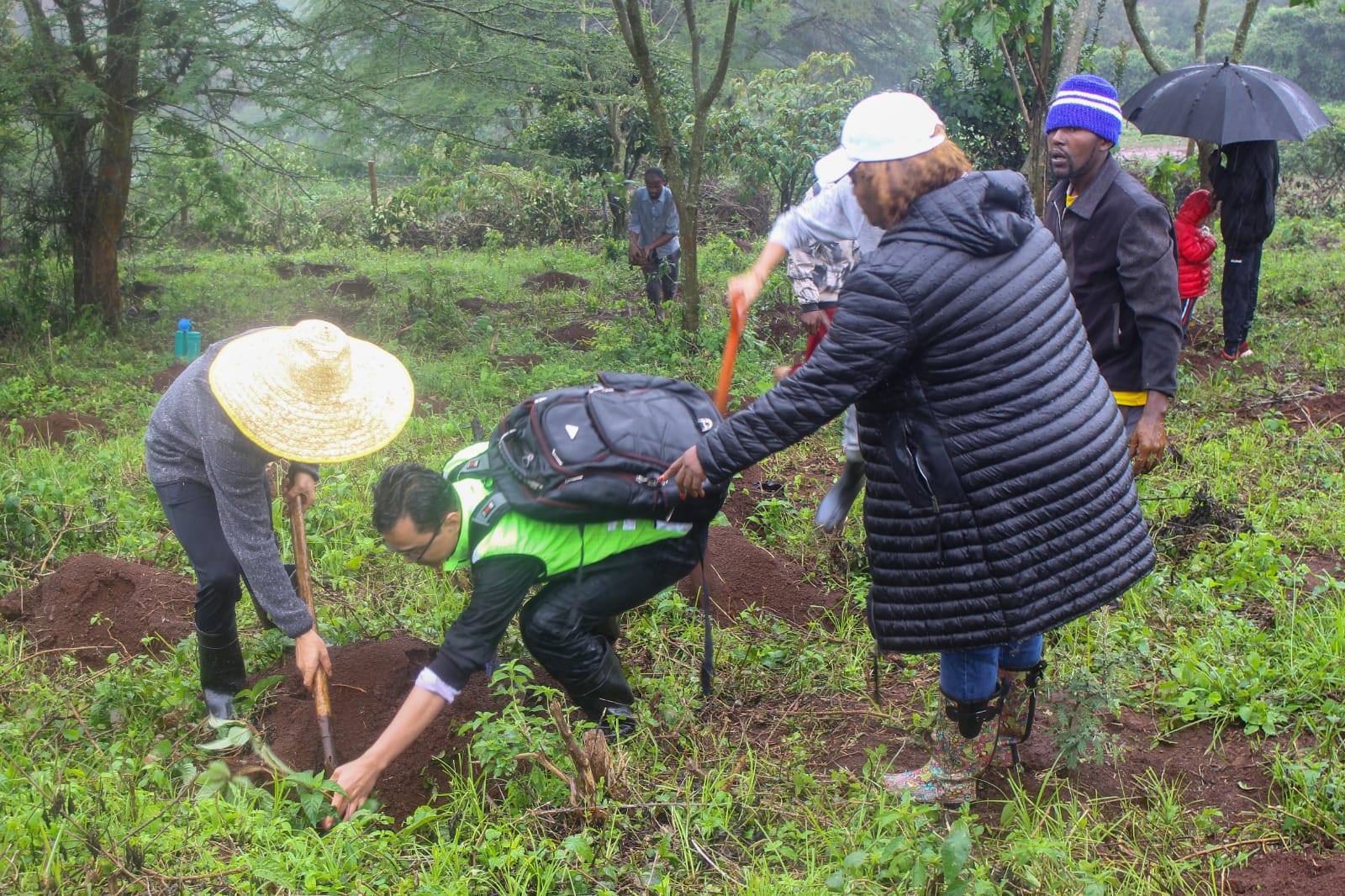 Ngong Forest Tree Planting by Green Cover Trees Kenya