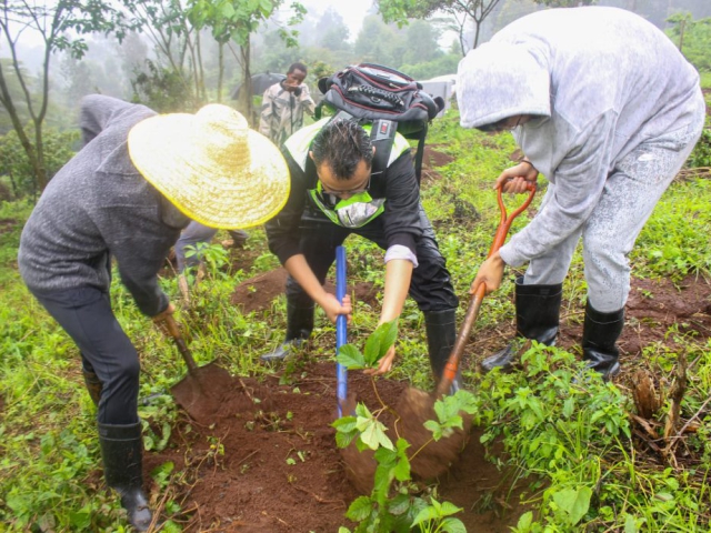 Ngong Forest Tree Planting by Green Cover Trees Kenya