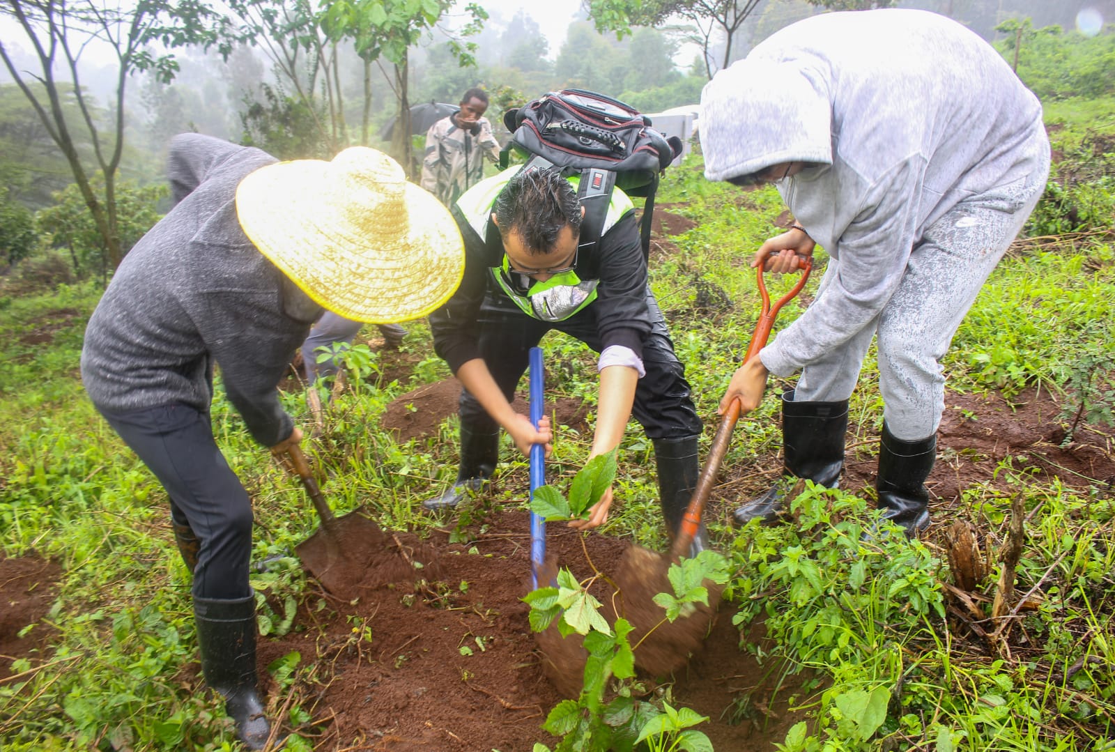 Ngong Forest Tree Planting by Green Cover Trees Kenya