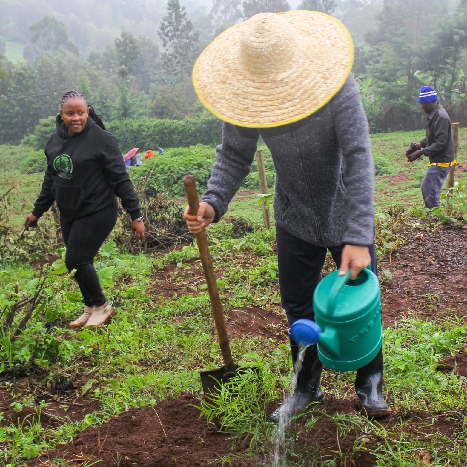 Ngong Forest Tree Planting by Green Cover Trees Kenya