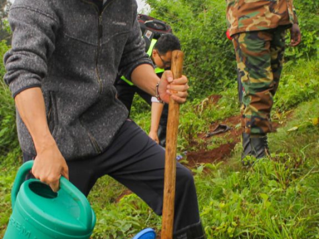 Ngong Forest Tree Planting by Green Cover Trees Kenya