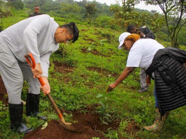 Ngong Forest Tree Planting by Green Cover Trees Kenya