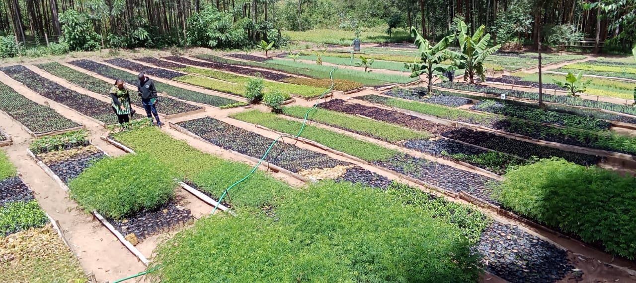 Green World Youth visit to our GreenCover Trees nursery.